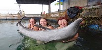 dolphin l37
