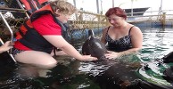 dolphin l38